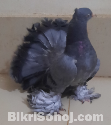 Pigeon / Kobutor / কবুতর / লক্ষ্যা